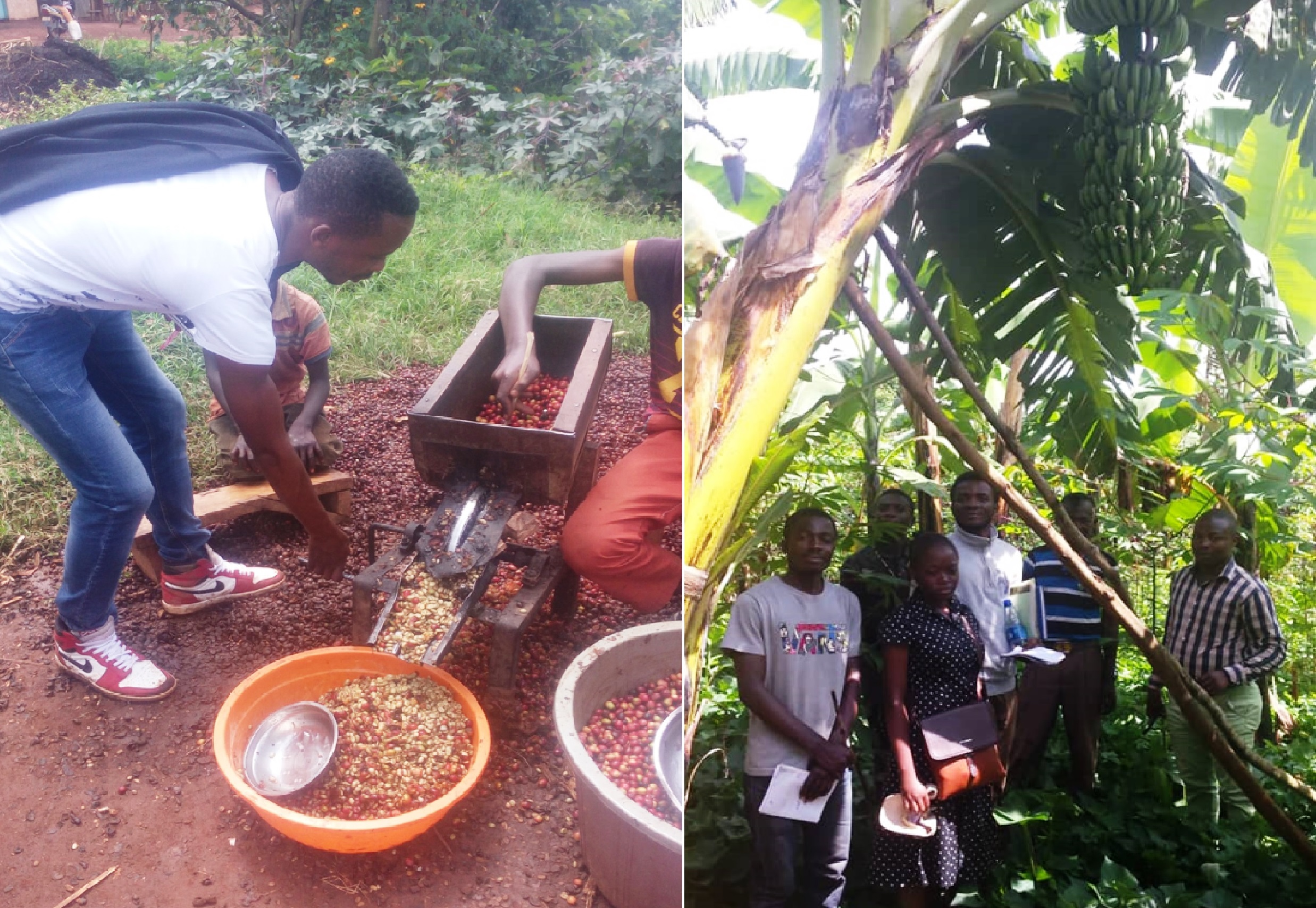 Les étudiants apprennent le traitement artisanal des cerises du café à Birava